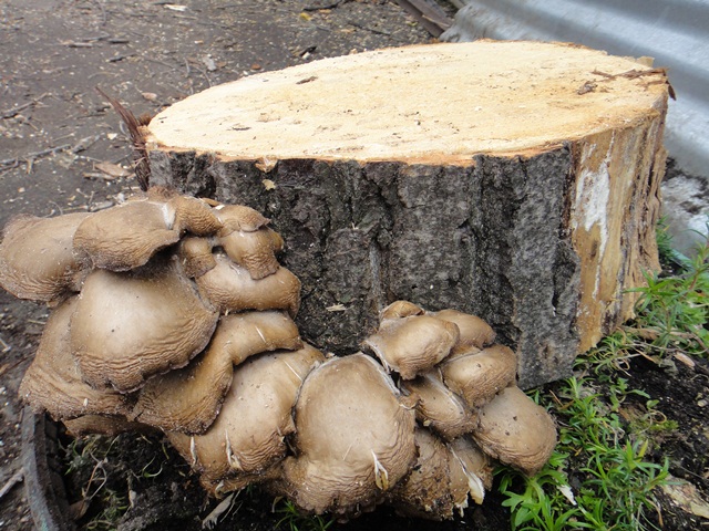 Удаление уничтожение пней и пеньков при помощи грибов корчевка